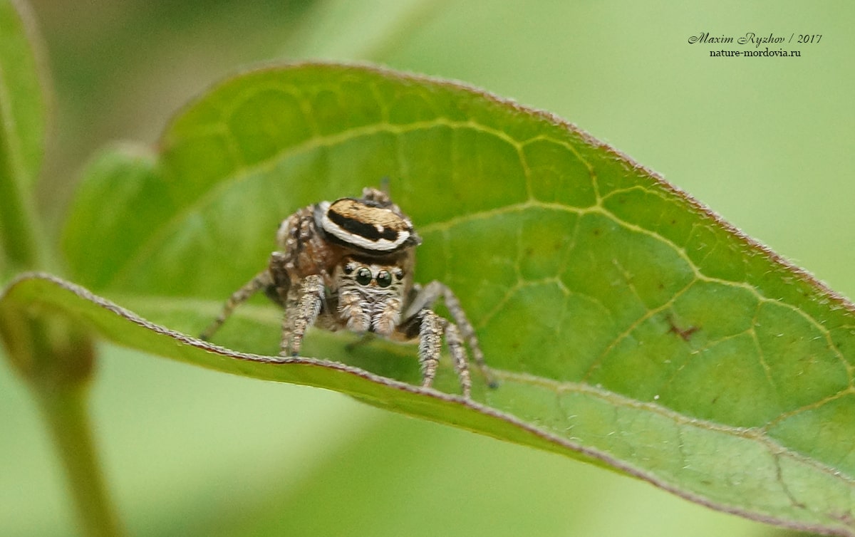 Эварха серповидная (Evarcha falcata)