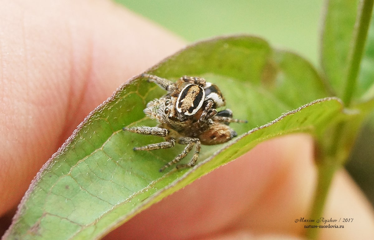 Эварха серповидная (Evarcha falcata)