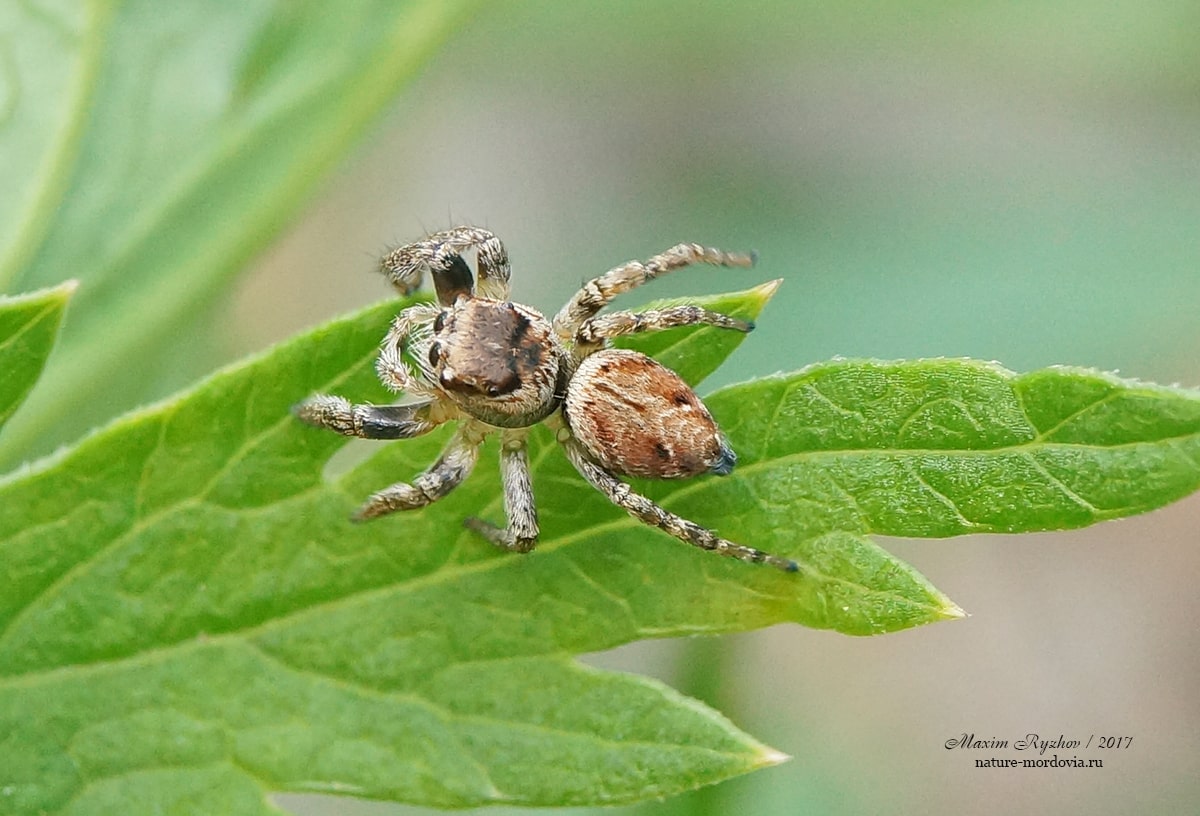 Эварха серповидная (Evarcha falcata)