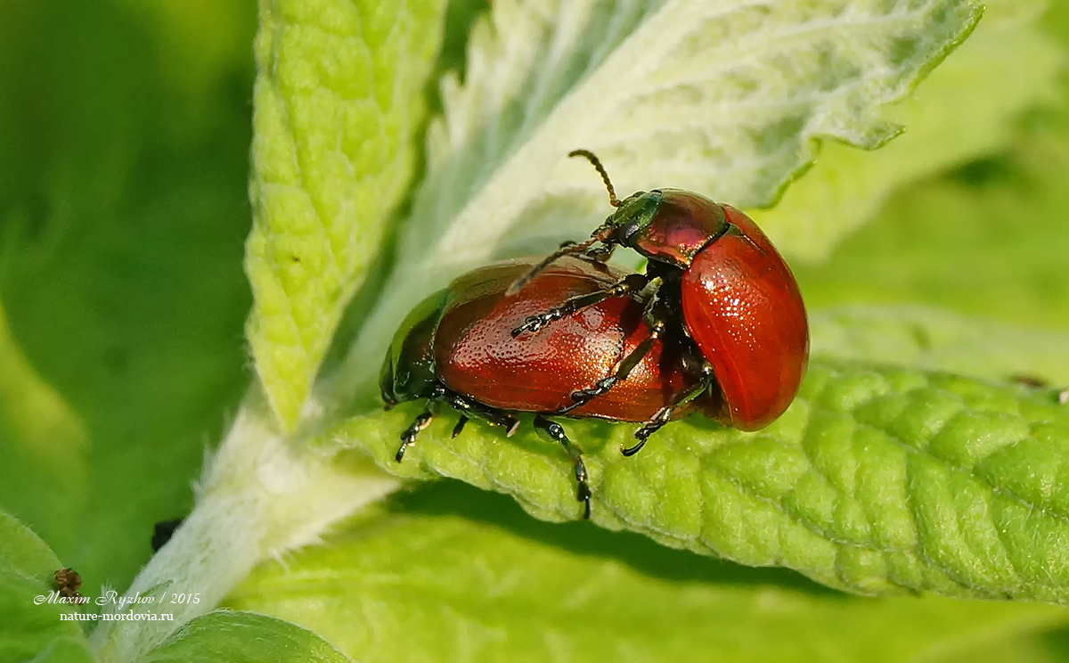 Листоед гладкий (Chrysolina polita)