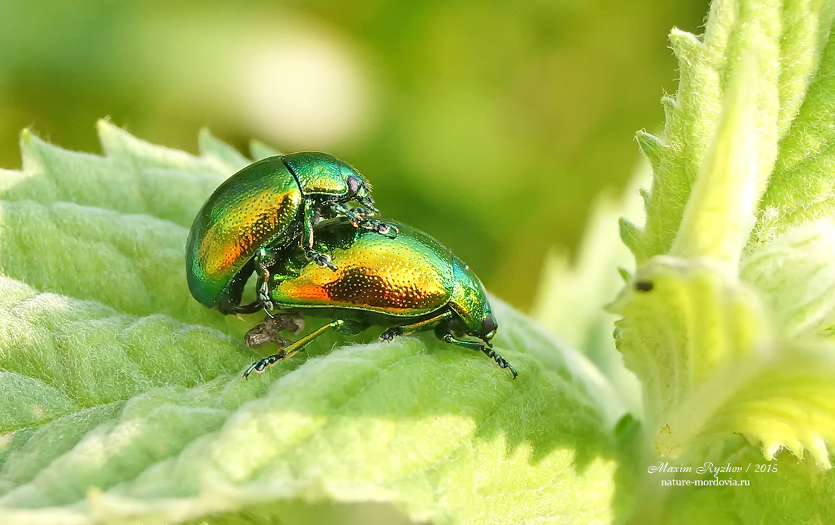 Листоед зелёный мятный (Chrysolina herbacea)