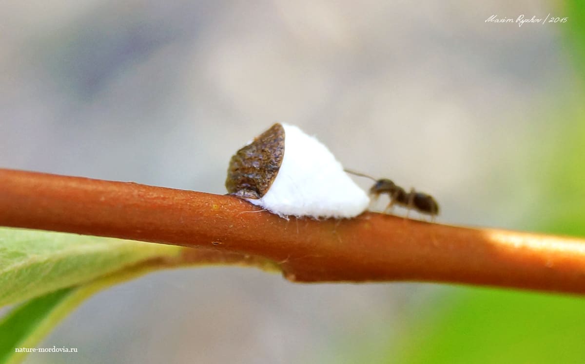 Щитовка кленовая (Neopulvinaria innumerabilis)