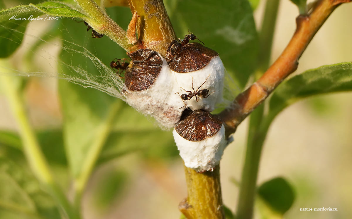 Щитовка кленовая (Neopulvinaria innumerabilis)