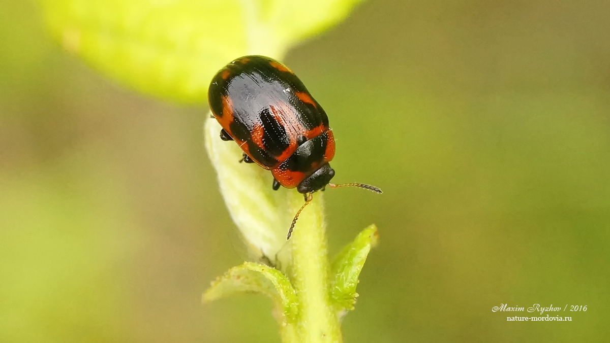 Ивовый изменчивый листоед (Gonioctena viminalis)