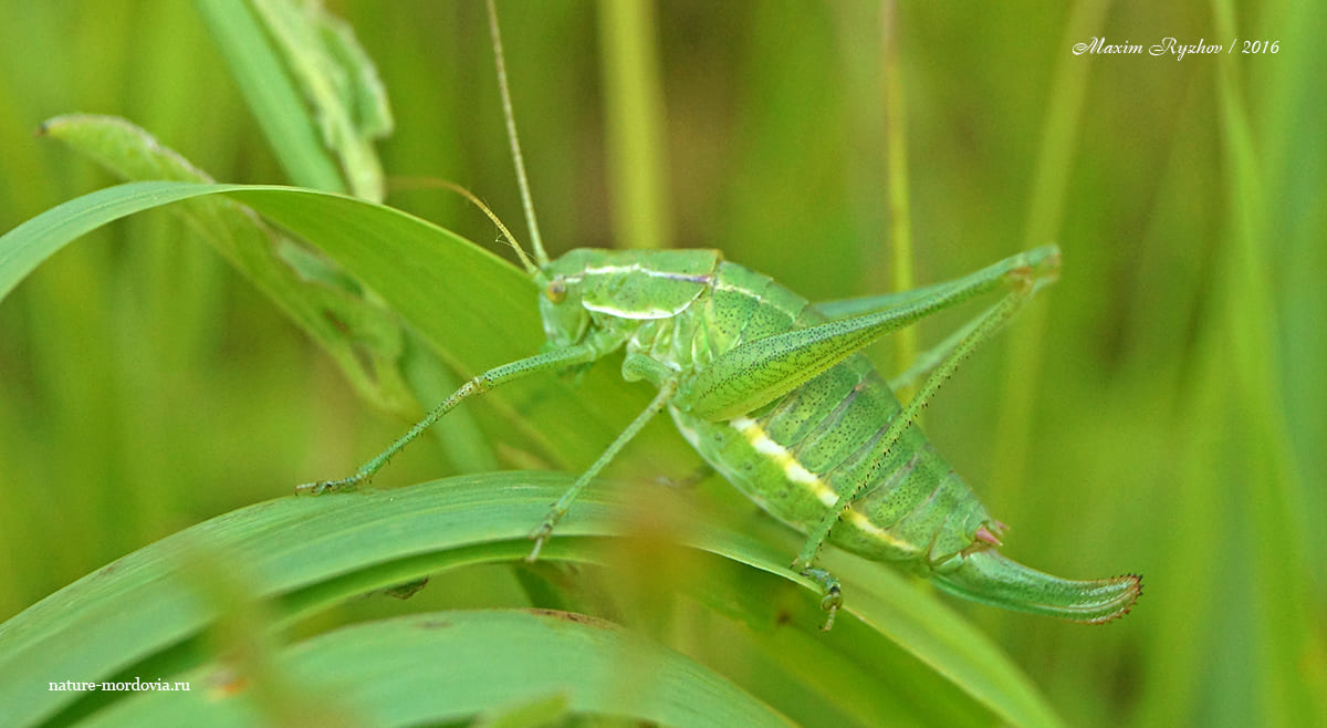 Пилохвост восточный (Poecilimon intermedius)