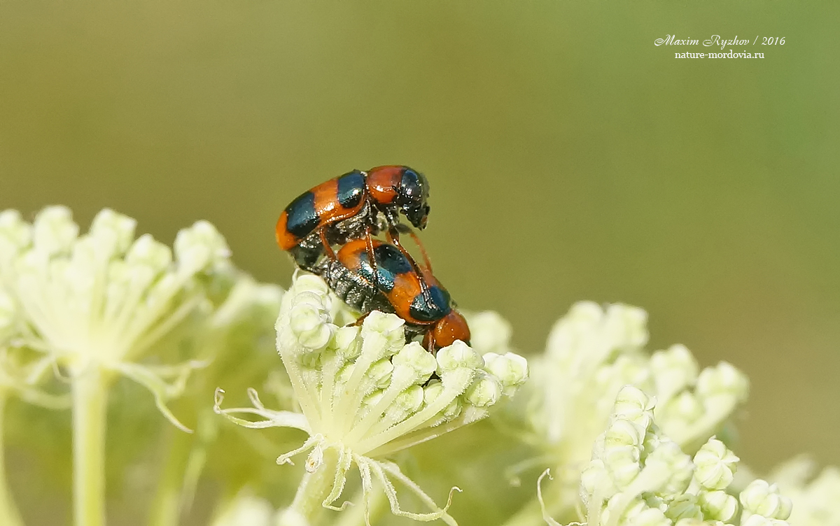 Красношейка перевязанная (Coptocephala unifasciata)