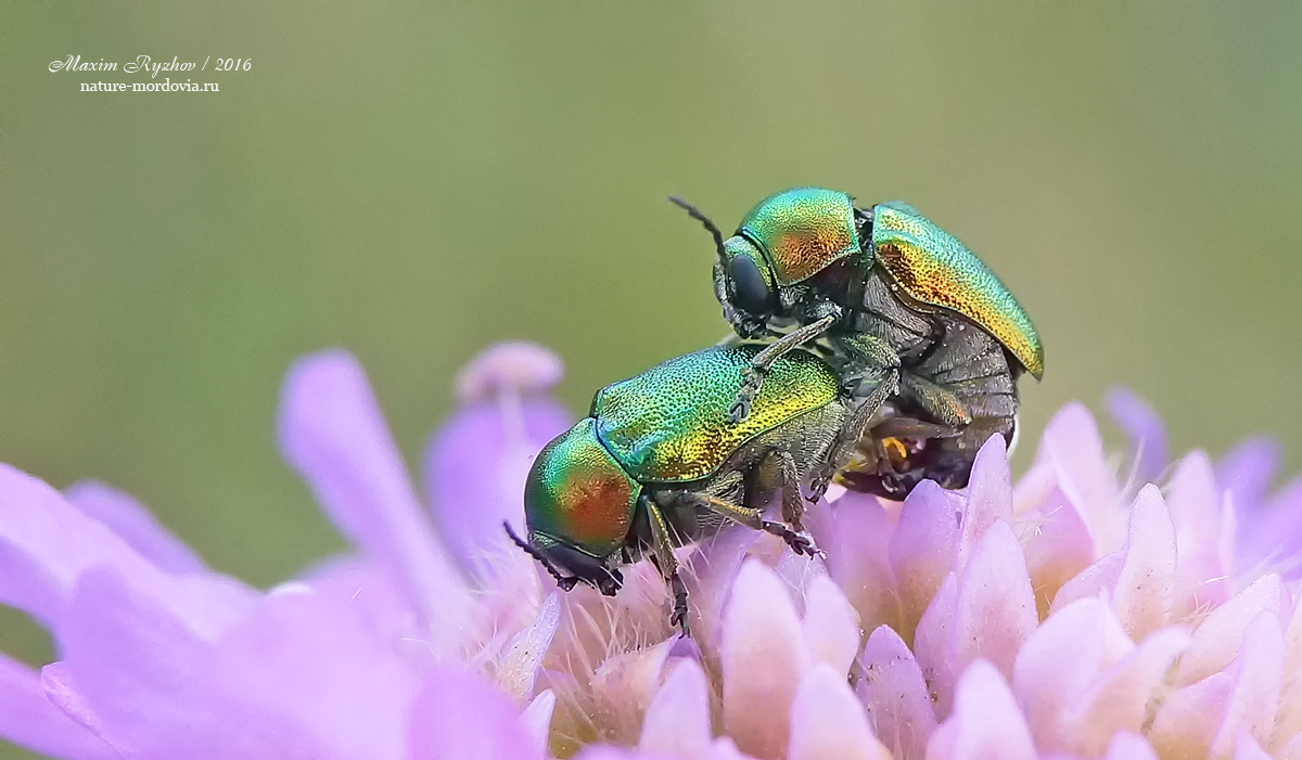 Скрытоглав шелковистый, или скрытоглав зелёный (Cryptocephalus sericeus)