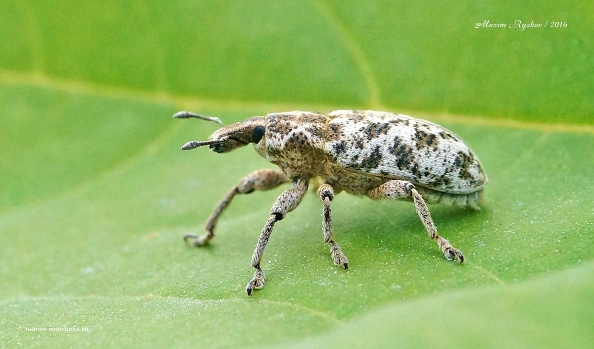 Долгоносик мраморный (Cyphocleonus dealbatus)