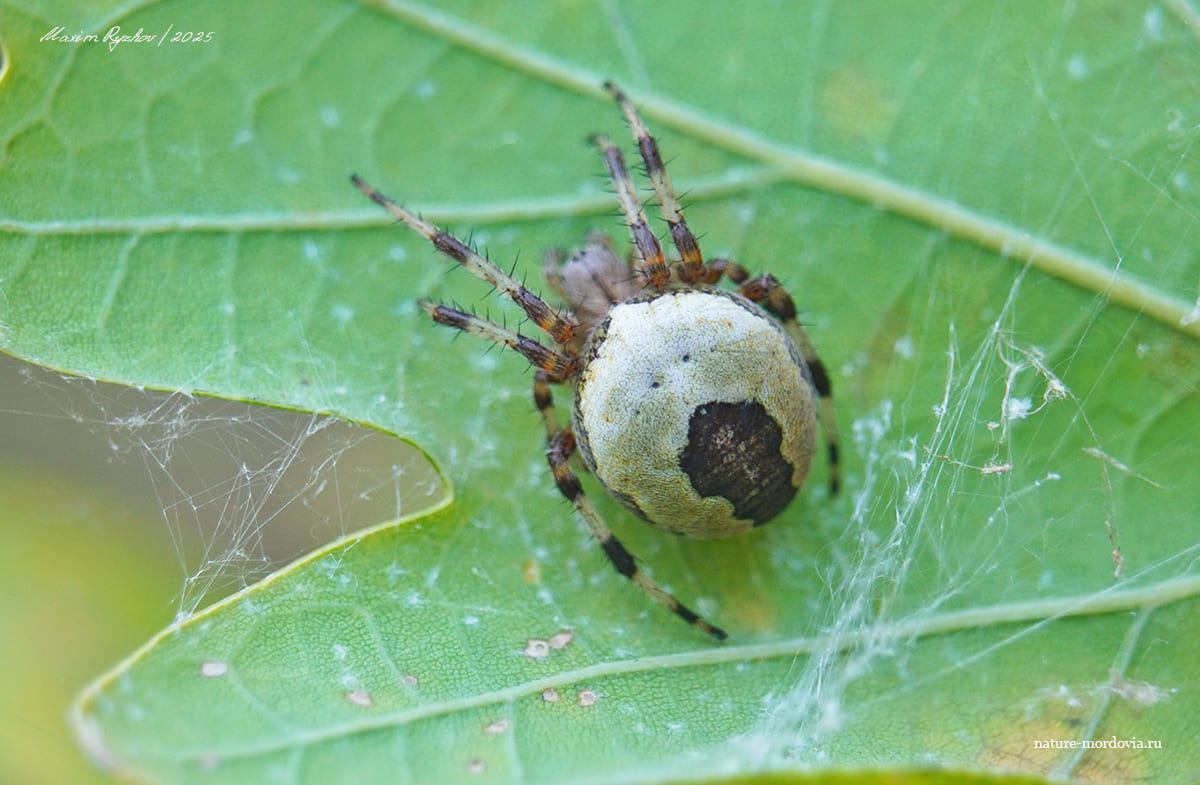 Крестовик мраморный (Araneus marmoreus)