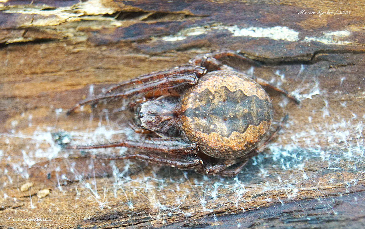 Larinioides ixobolus