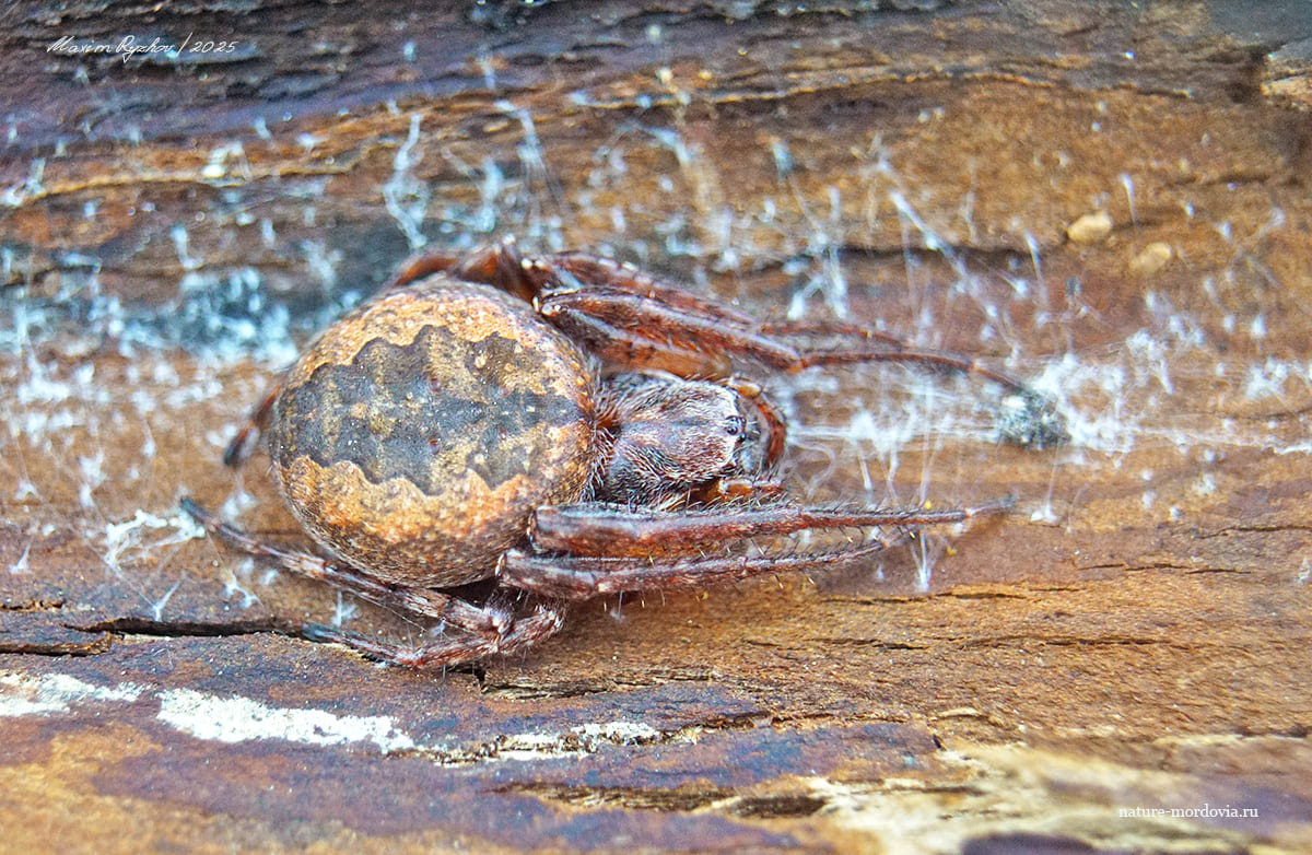 Larinioides ixobolus