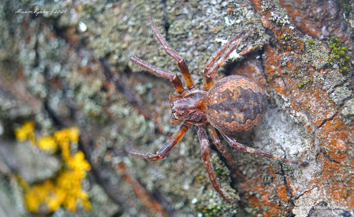Larinioides ixobolus