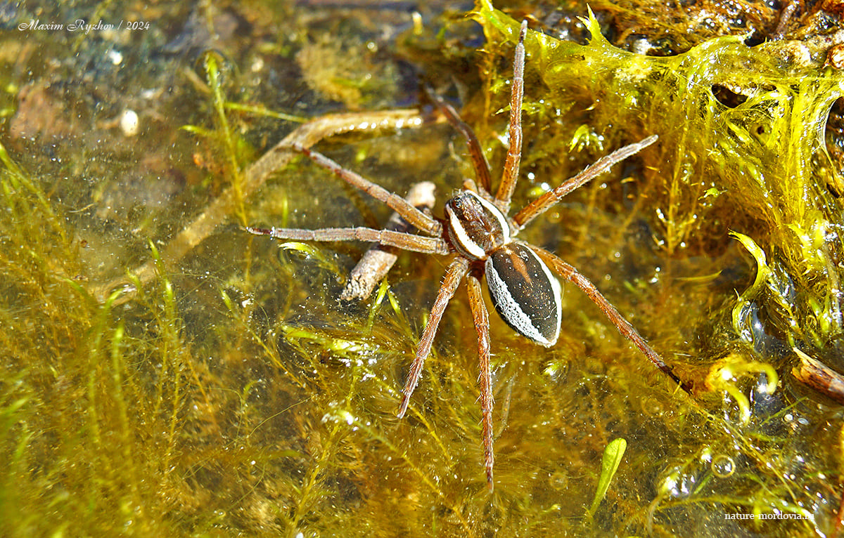 Охотник каёмчатый (Dolomedes fimbriatus)