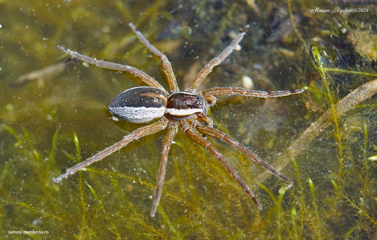 Охотник каёмчатый (Dolomedes fimbriatus)