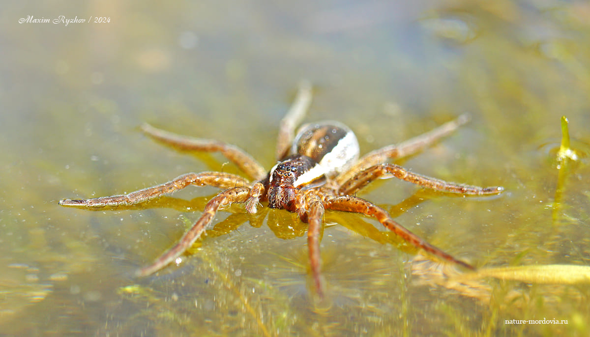 Охотник каёмчатый (Dolomedes fimbriatus)