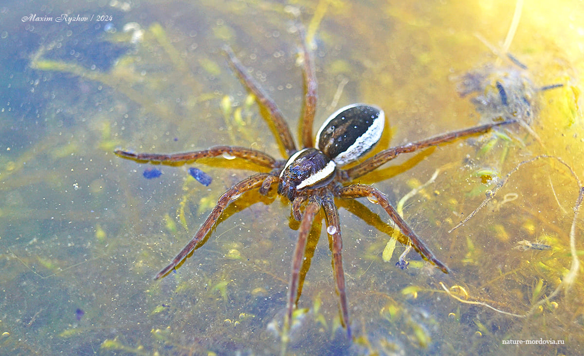 Охотник каёмчатый (Dolomedes fimbriatus)