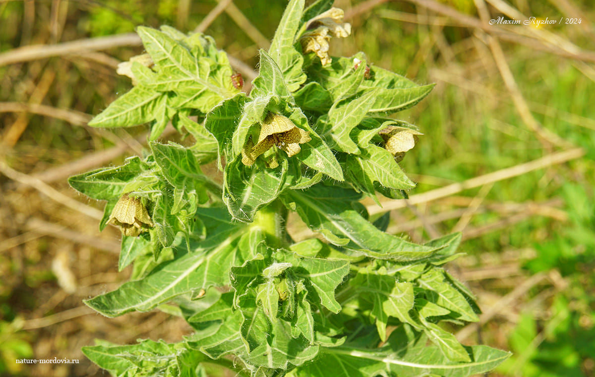 Белена чёрная (Hyoscyamus niger)