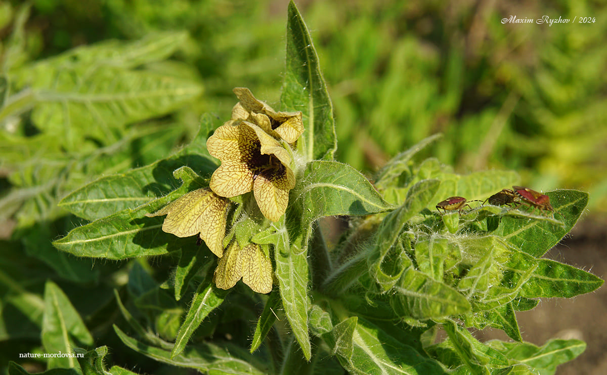 Белена чёрная (Hyoscyamus niger)