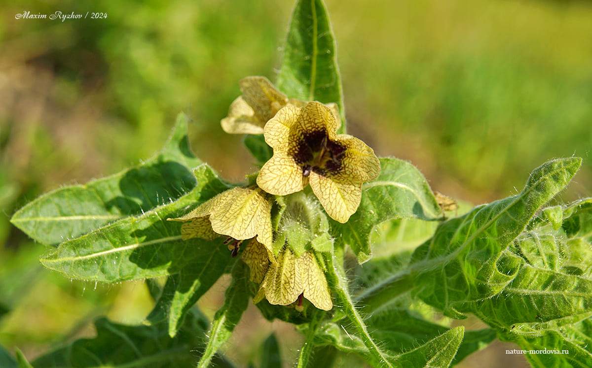 Белена чёрная (Hyoscyamus niger)