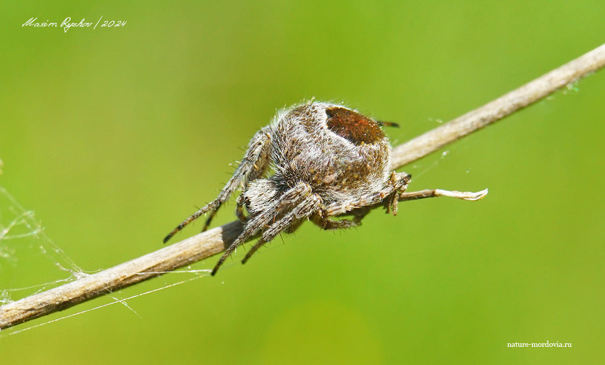 Агаленатея Реди (Agalenatea redii)