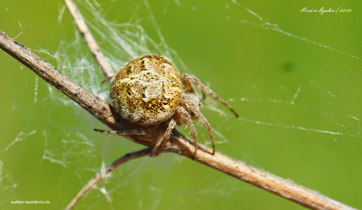 Агаленатея Реди (Agalenatea redii)