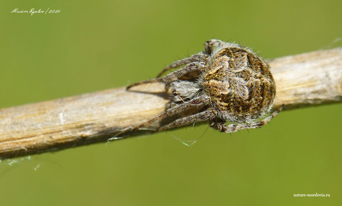 Агаленатея Реди (Agalenatea redii)