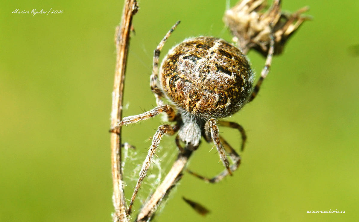 Агаленатея Реди (Agalenatea redii)