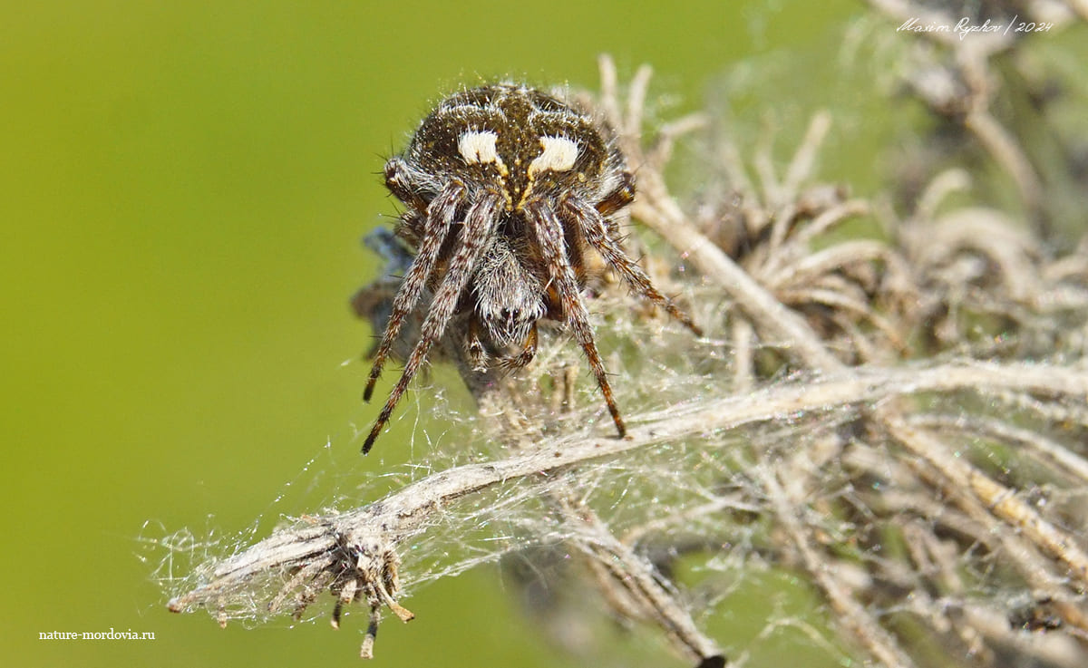 Агаленатея Реди (Agalenatea redii)