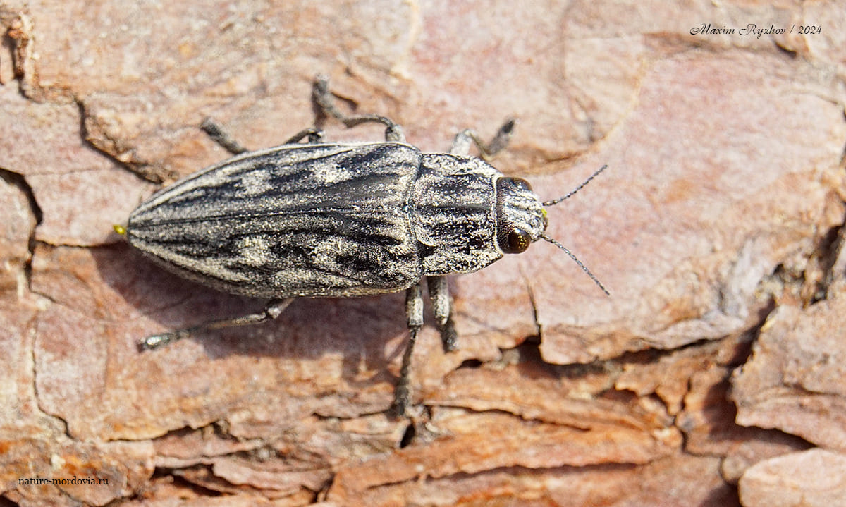 Большая сосновая златка (Chalcophora mariana)