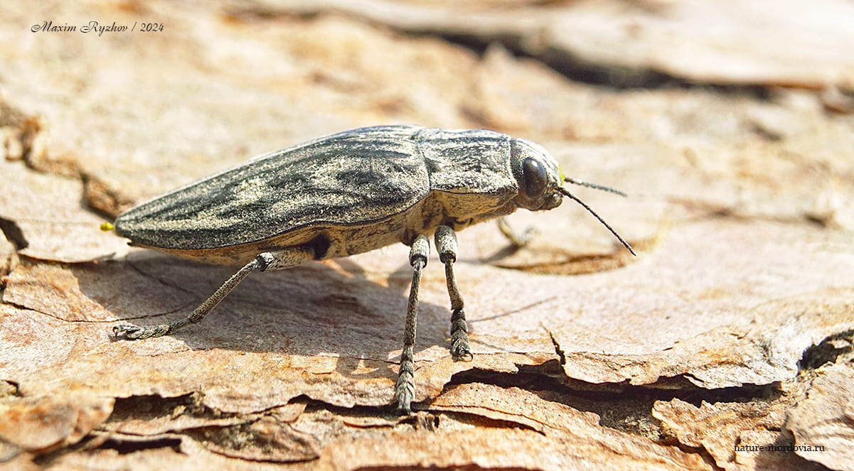 Большая сосновая златка (Chalcophora mariana)