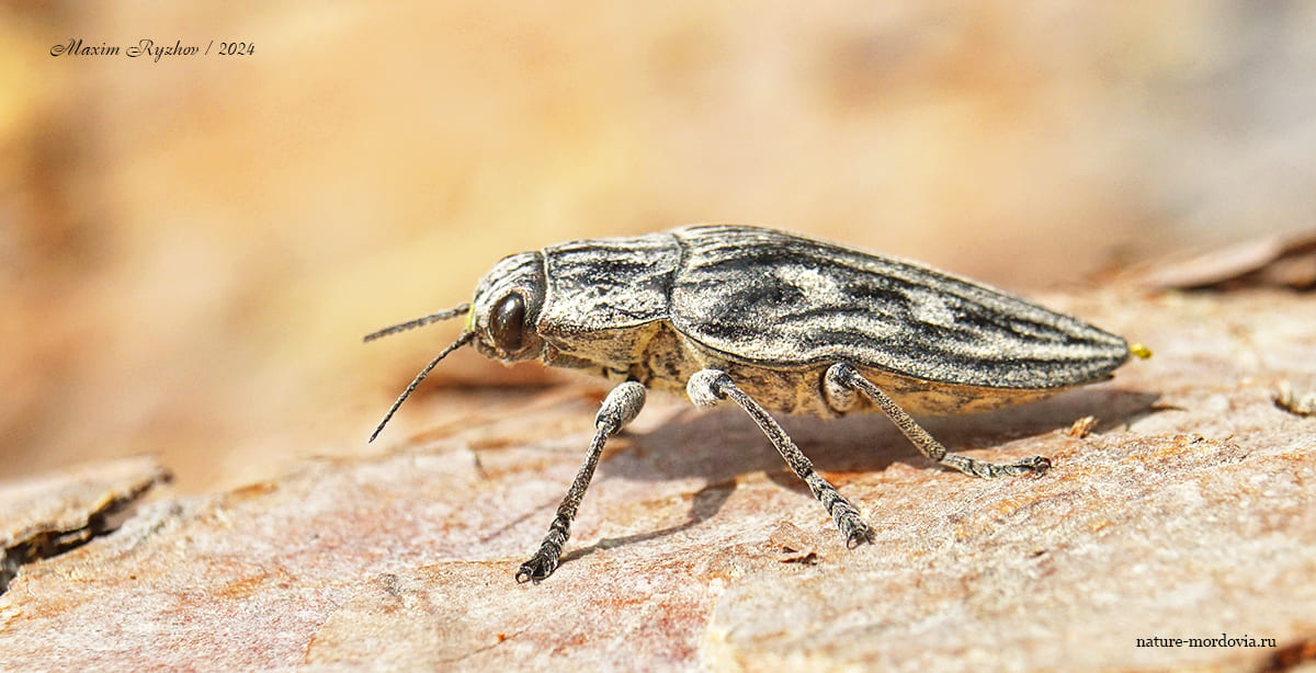 Большая сосновая златка (Chalcophora mariana)