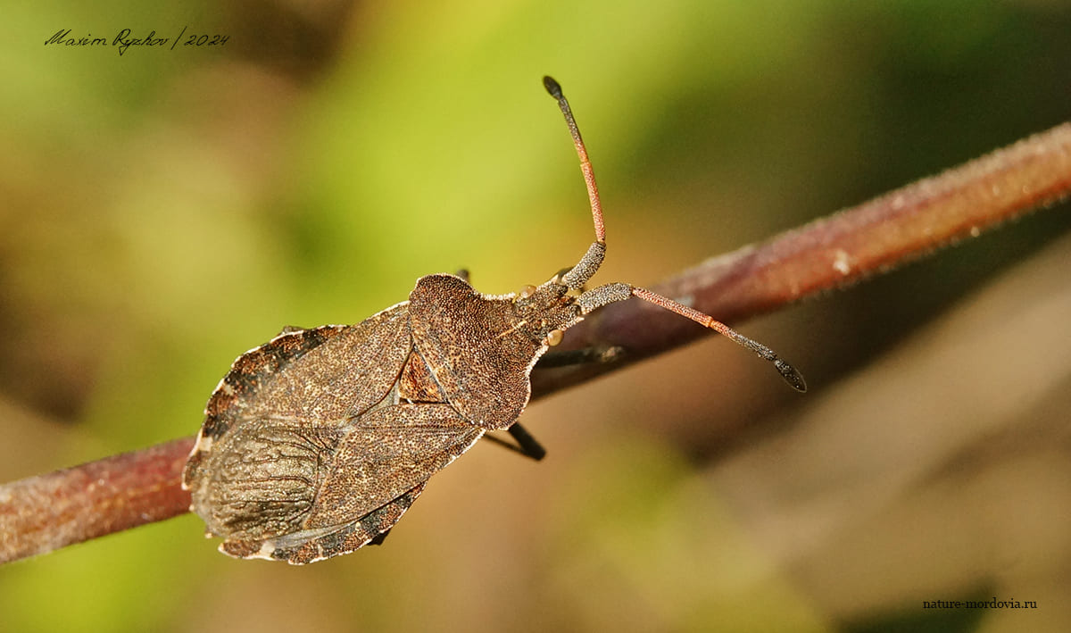 Краевик бурачниковый (Enoplops scapha)