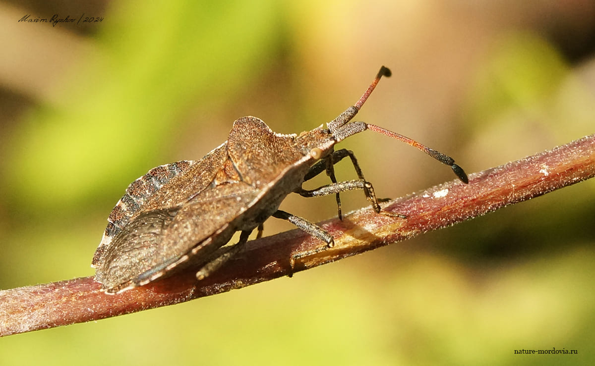 Краевик бурачниковый (Enoplops scapha)