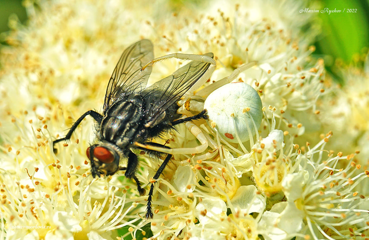 Цветочный паук (Misumena vatia)