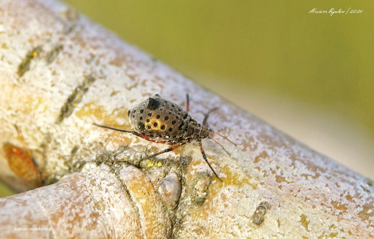 Большая ивовая тля (Tuberolachnus salignus)