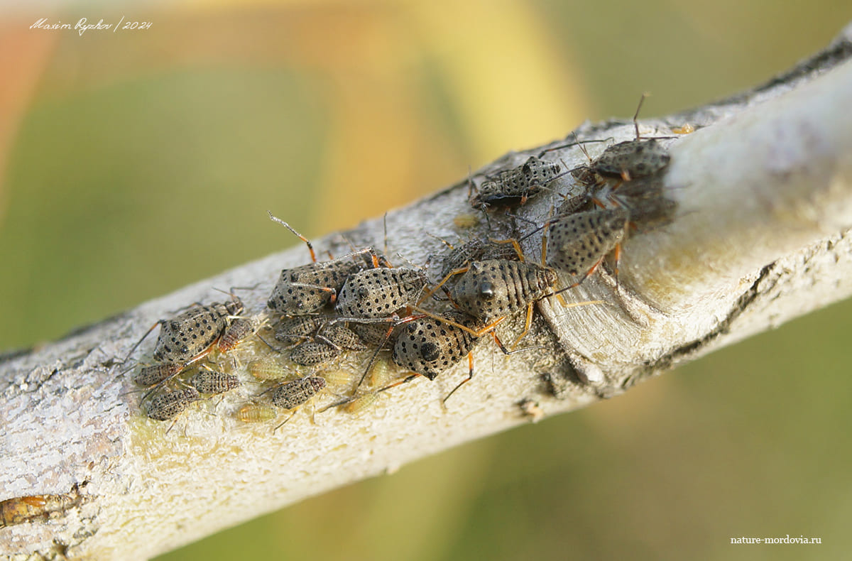 Большая ивовая тля (Tuberolachnus salignus)