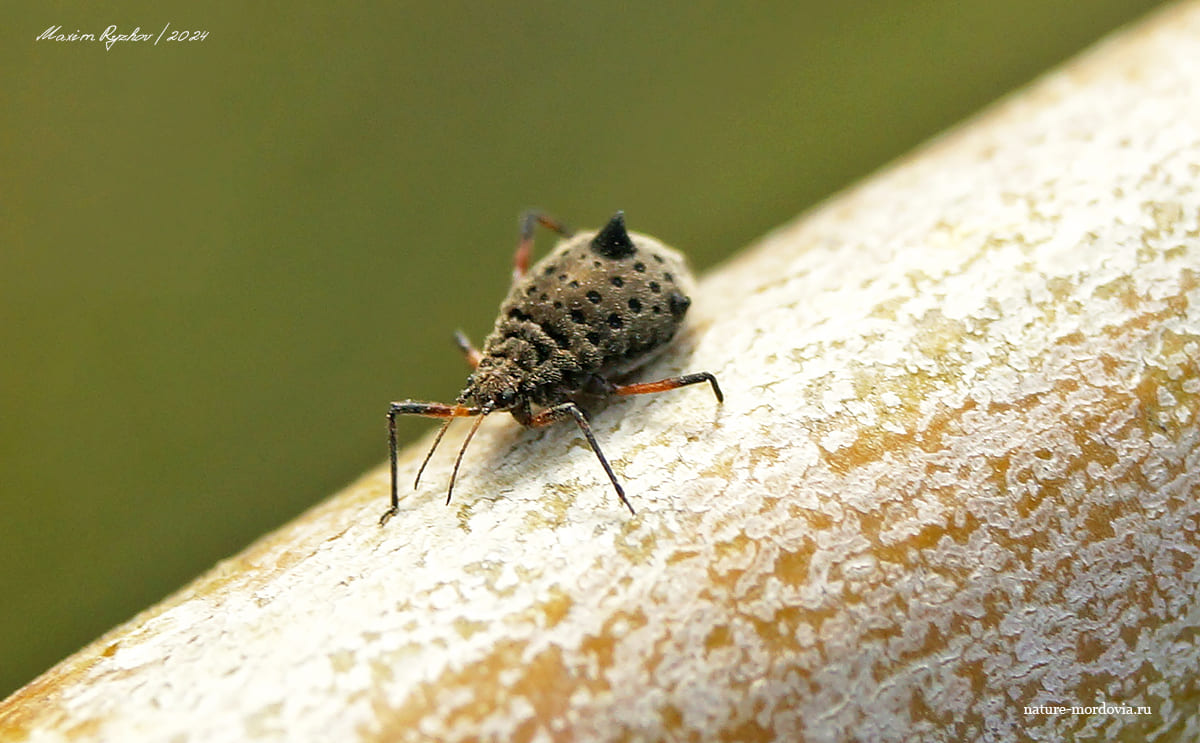 Большая ивовая тля (Tuberolachnus salignus)