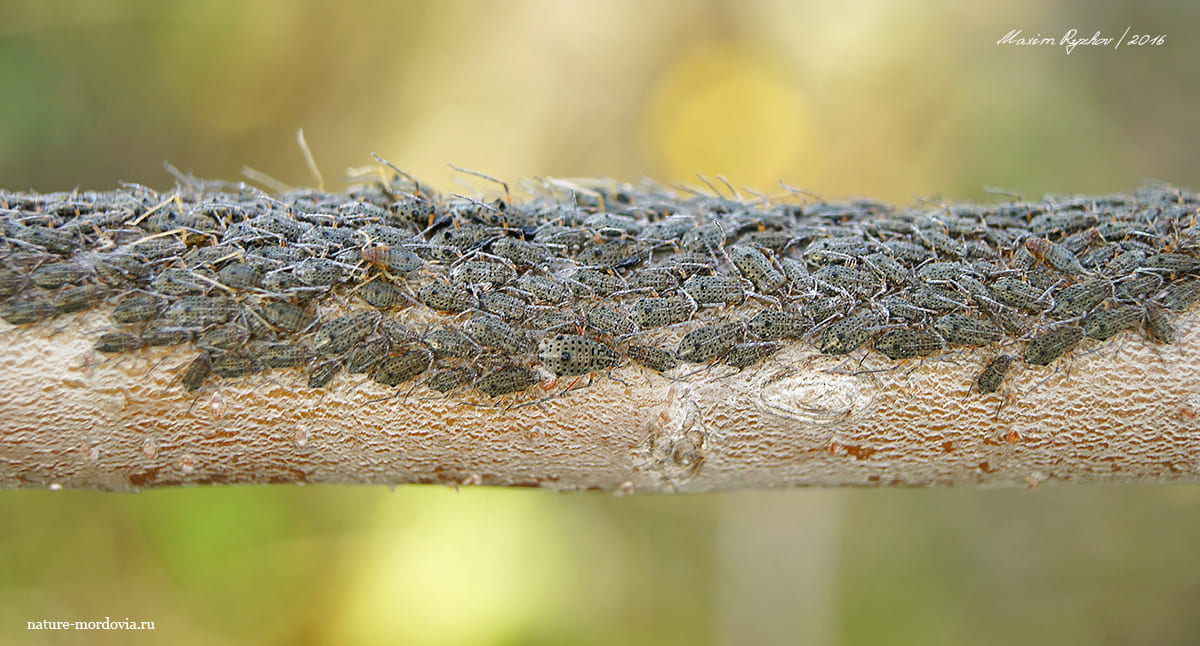 Большая ивовая тля (Tuberolachnus salignus)