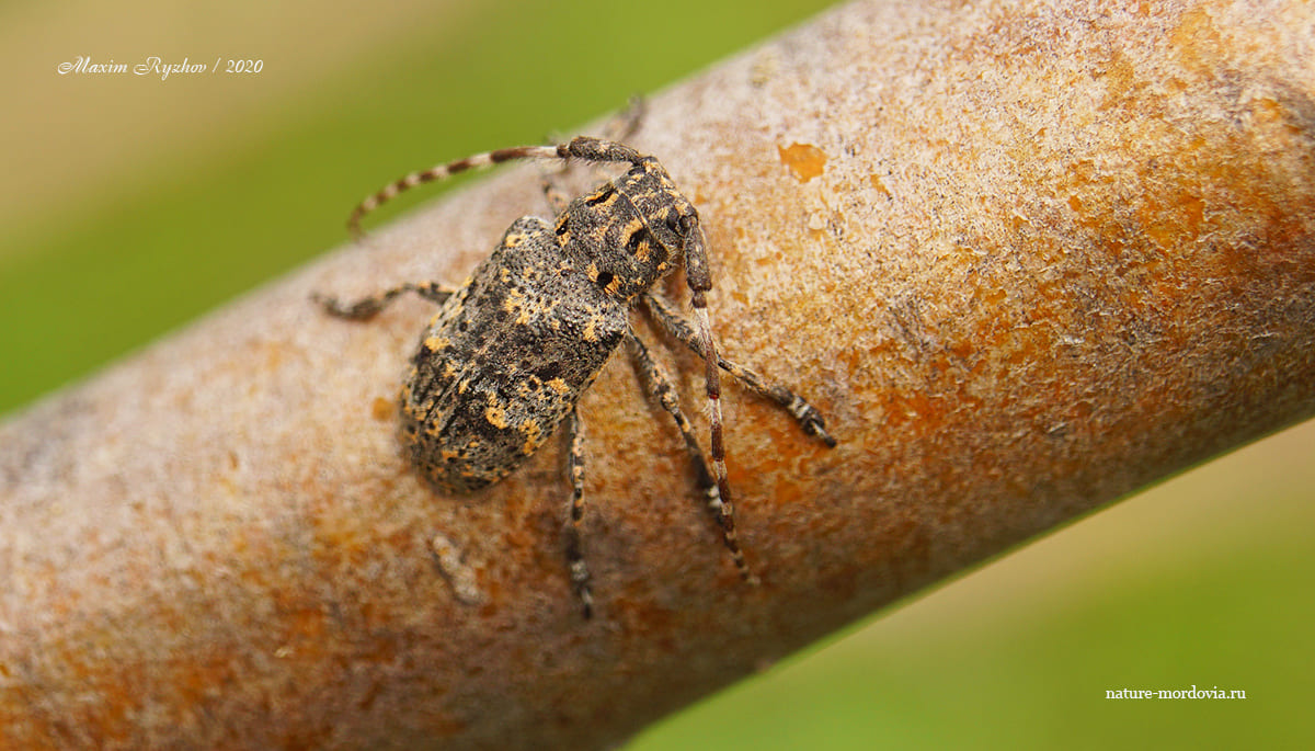 Желтопятнистый усач (Mesosa myops)