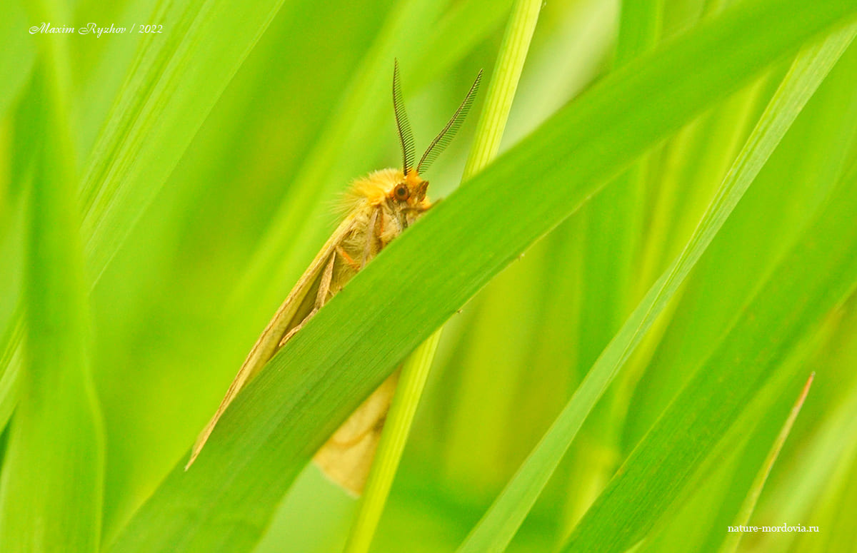 Медведица луговая (Diacrisia sannio)