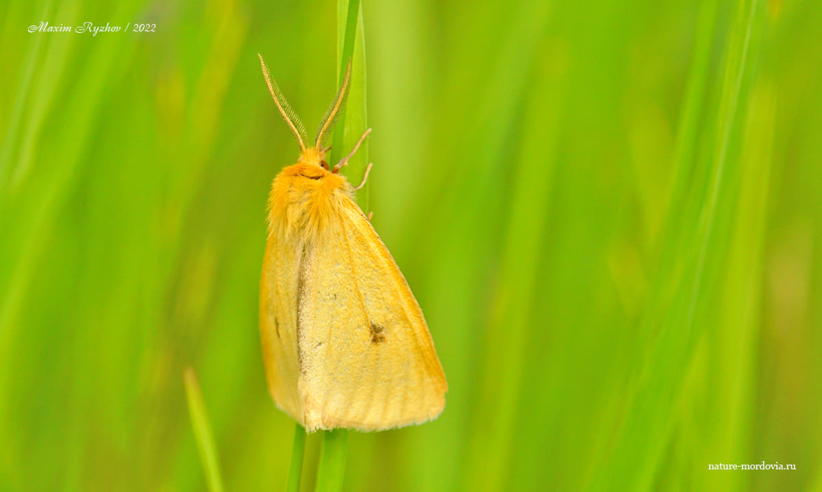 Медведица луговая (Diacrisia sannio)