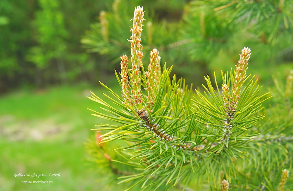 Сосна обыкновенная (Pinus sylvestris)