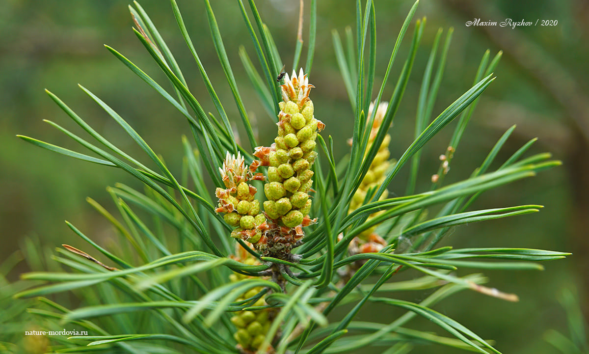 Как цветет сосна обыкновенная (Pinus sylvestris) - Природа Республики  Мордовия