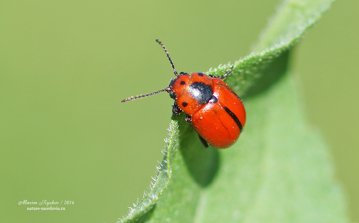 Листоед рапсовый (Entomoscelis adonidis)