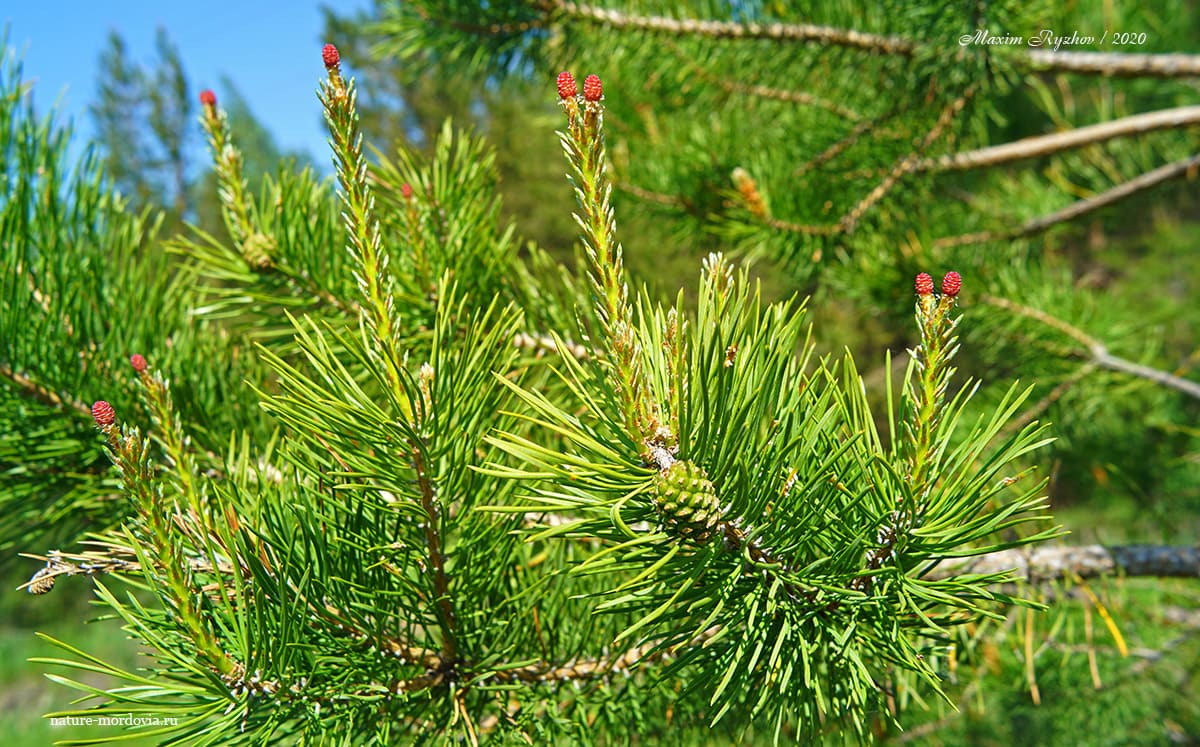 Сосна обыкновенная (Pinus sylvestris)