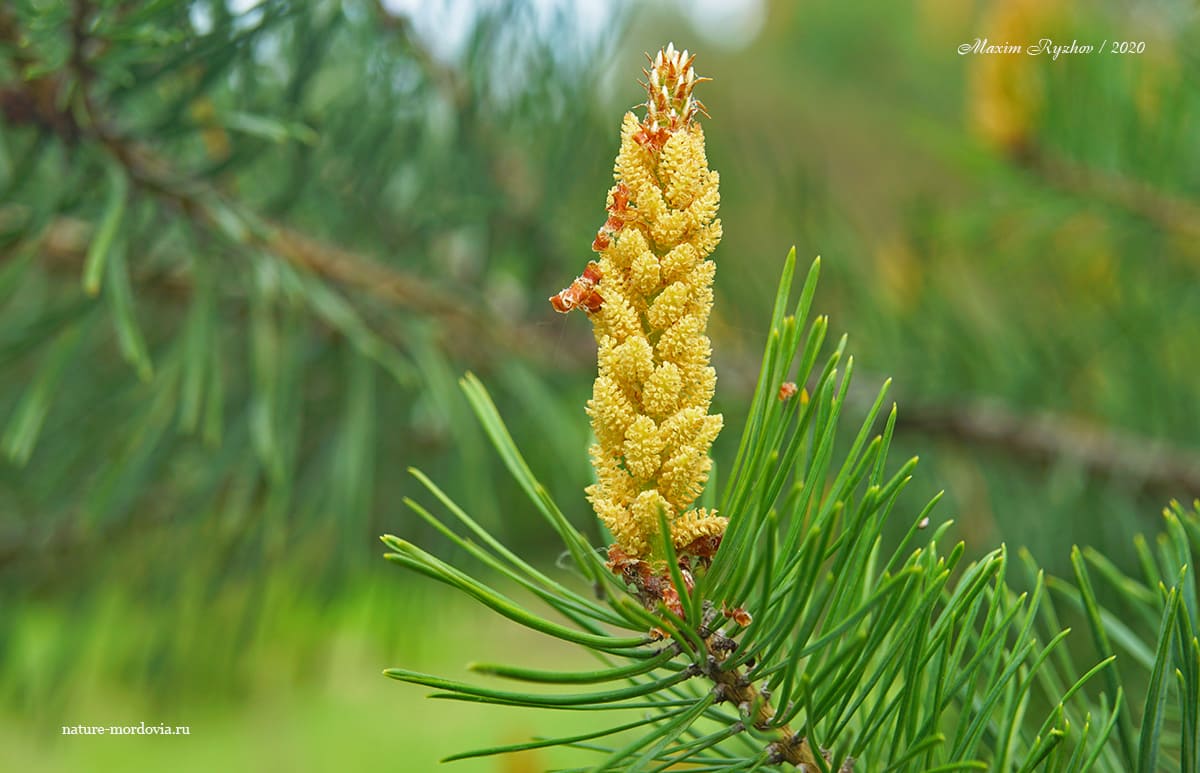 Как цветет сосна обыкновенная (Pinus sylvestris) - Природа Республики  Мордовия