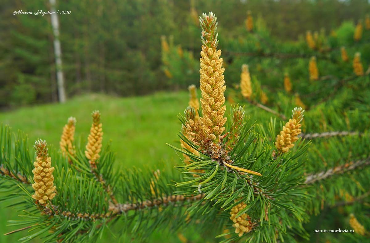 Как цветет сосна обыкновенная (Pinus sylvestris) - Природа Республики  Мордовия