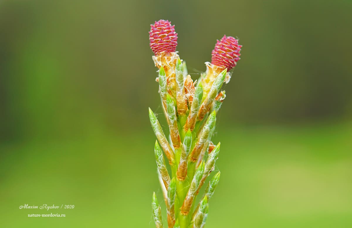 Сосна обыкновенная (Pinus sylvestris)