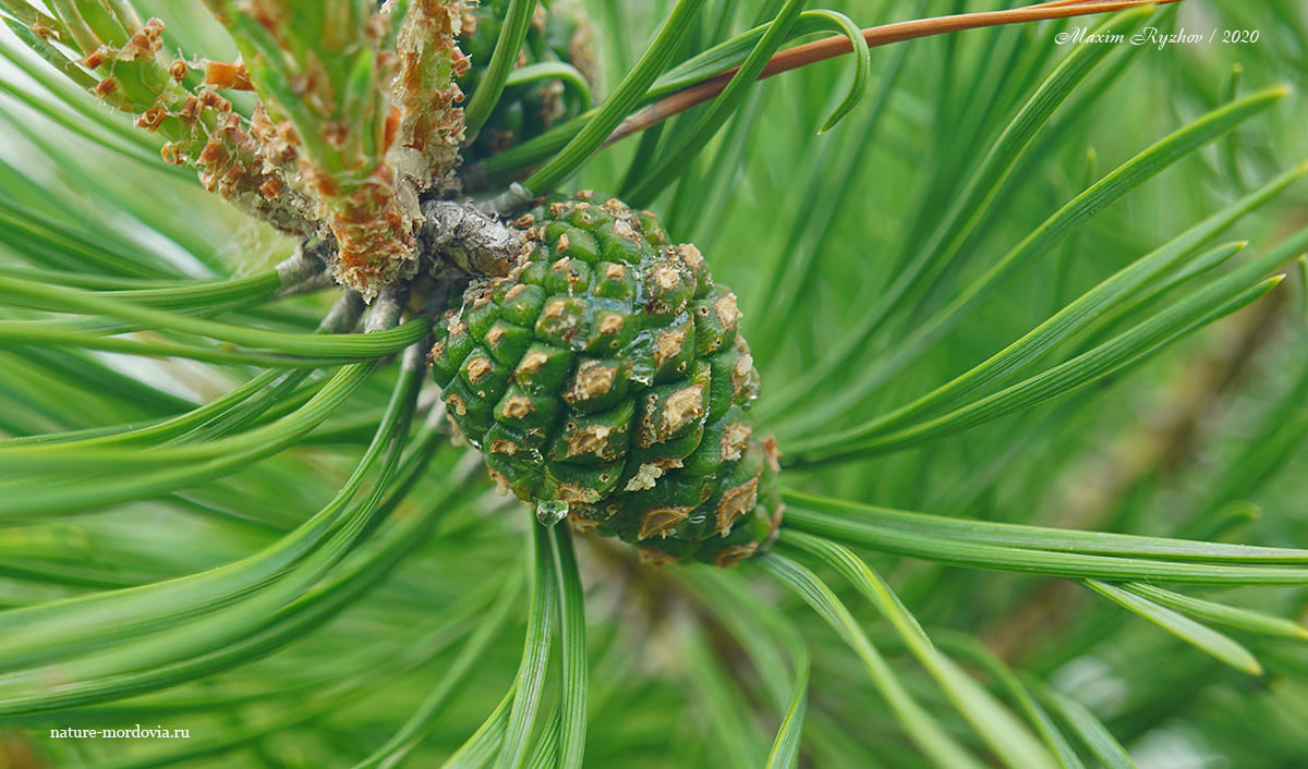 Сосна обыкновенная (Pinus sylvestris)