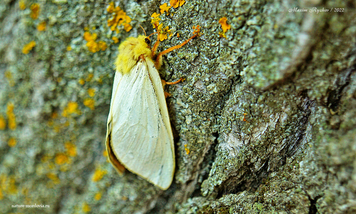 Тонкопряд хмелевой (Hepialus humuli)